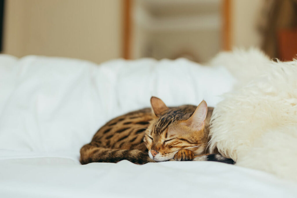 Proteggere Divano Dal Gatto