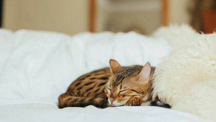 Proteggere Divano Dal Gatto