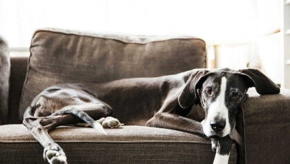 Quale Divano Scegliere Cani In Casa