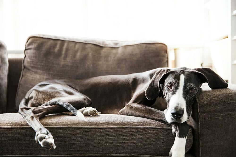Quale Divano Scegliere Cani In Casa